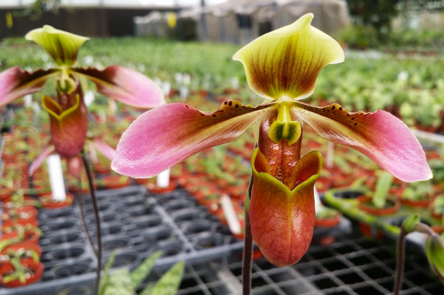 Paphiopedilum appletonianum Specimen XXL