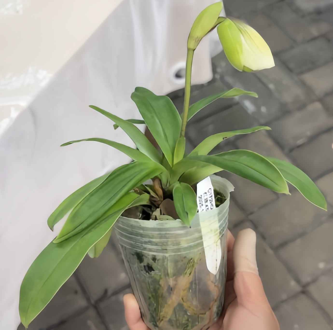 Paphiopedilum charlesworthii x Maudea