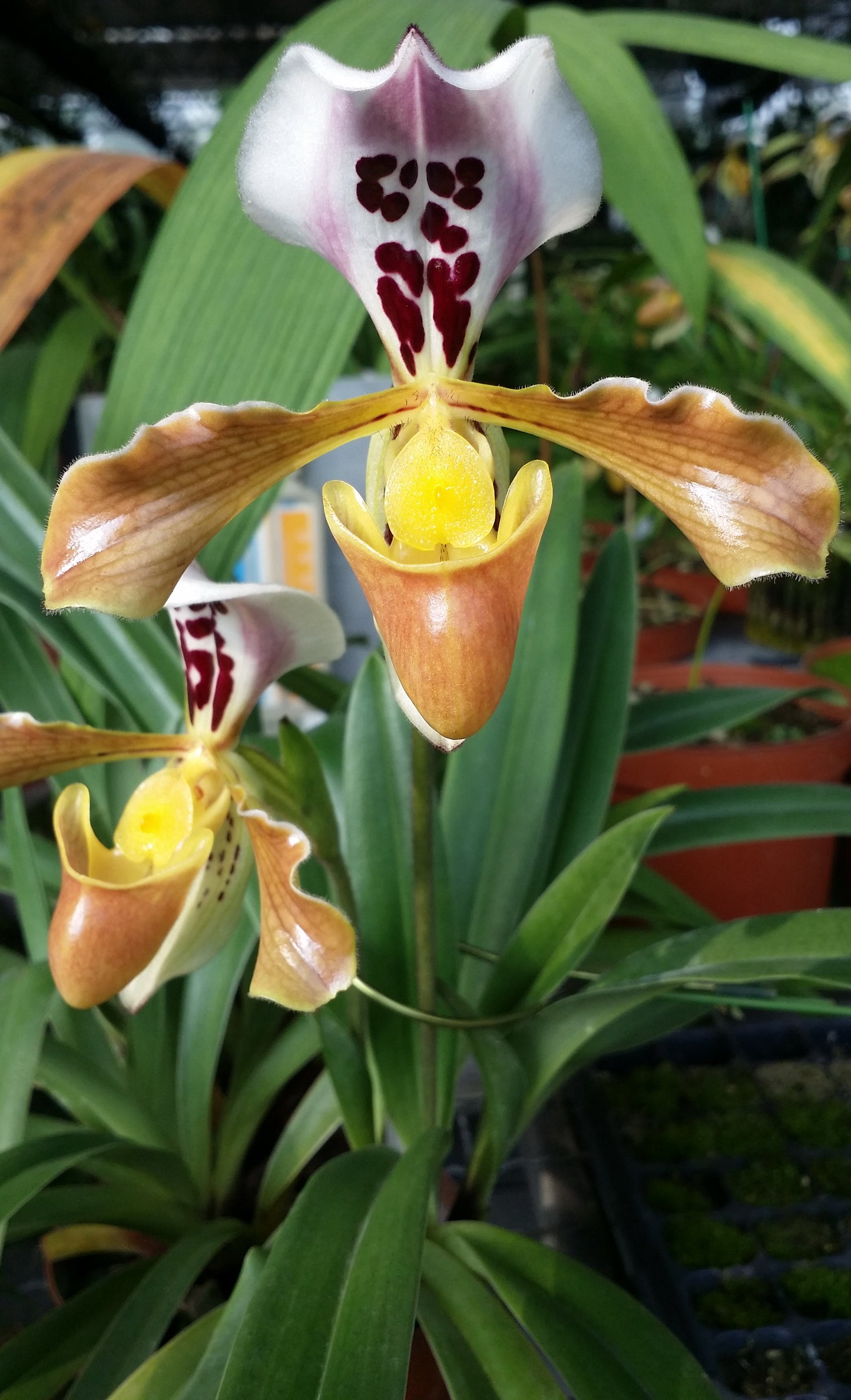 Paphiopedilum daoense