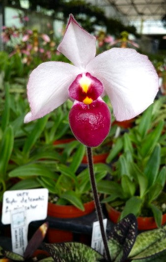 Paphiopedilum delenatii var. vinicolor