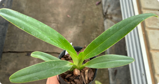 Paphiopedilum henryanum x dianthum
