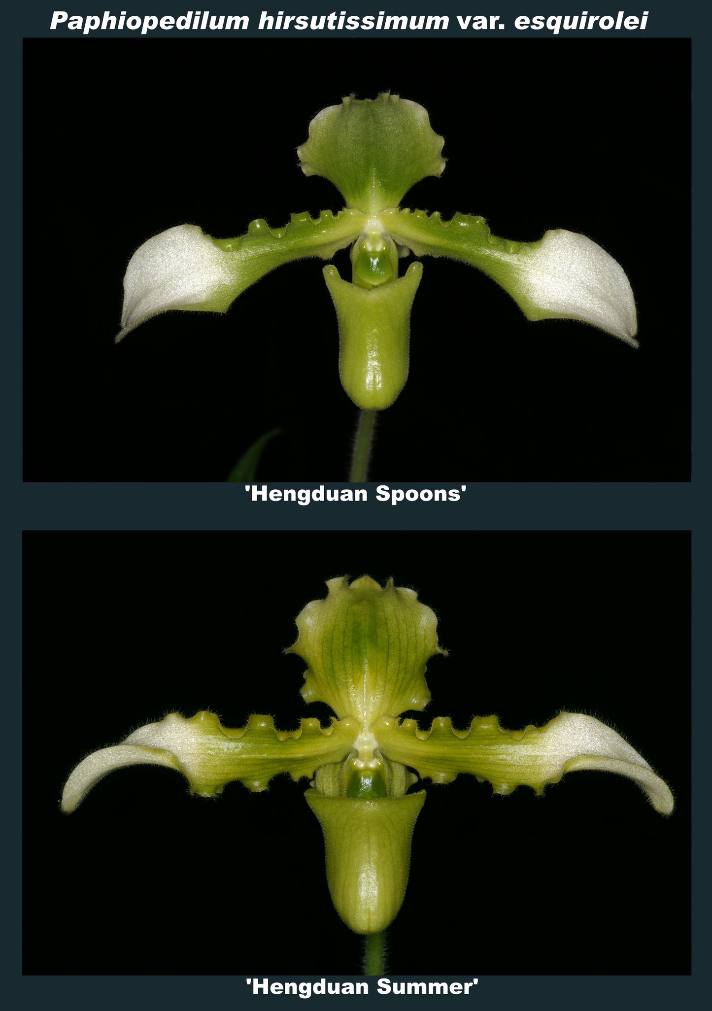 Paphiopedilum hirssutissimum album