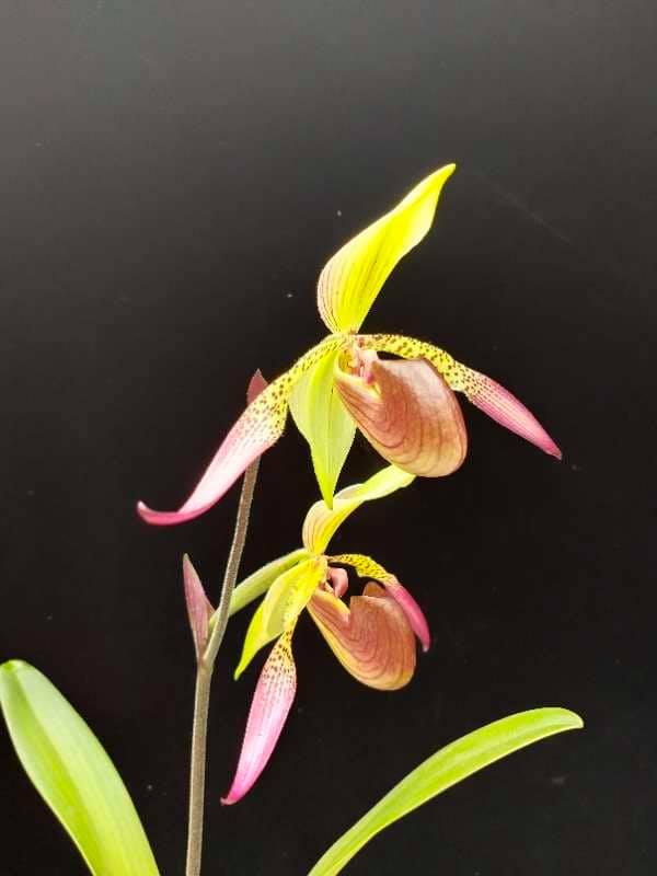 Paphiopedilum Yili Preel (Lady Rothschildianum x lowii)