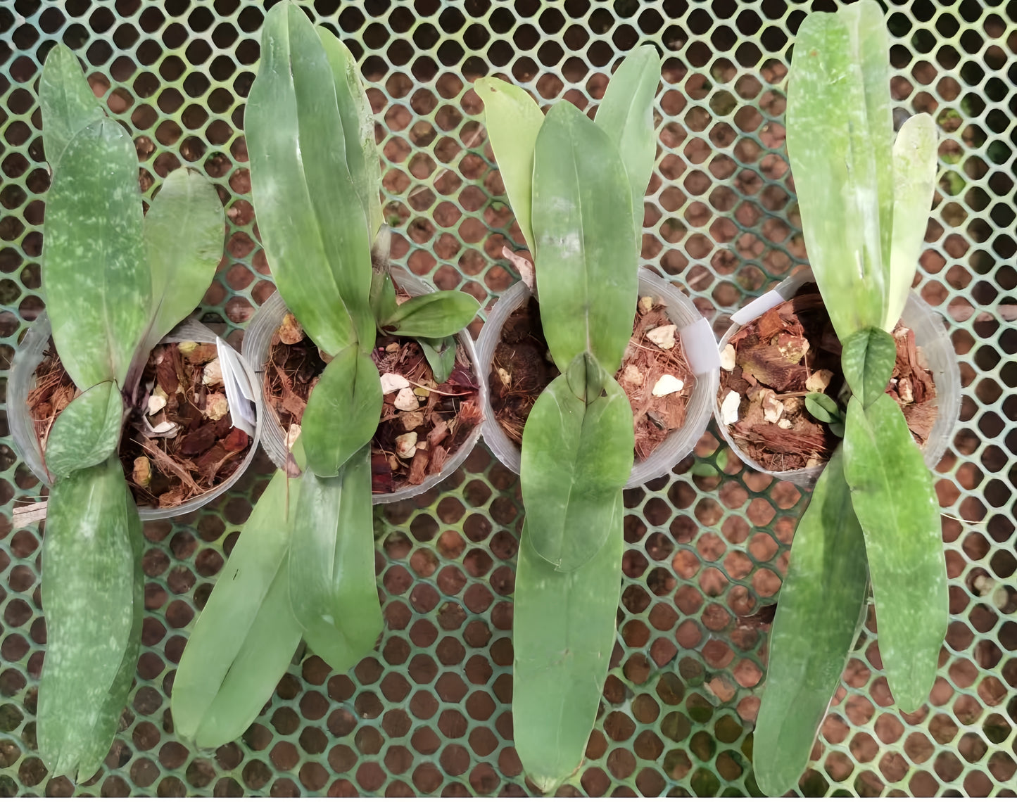 Paphiopedilum lliemianum x leucochilum
