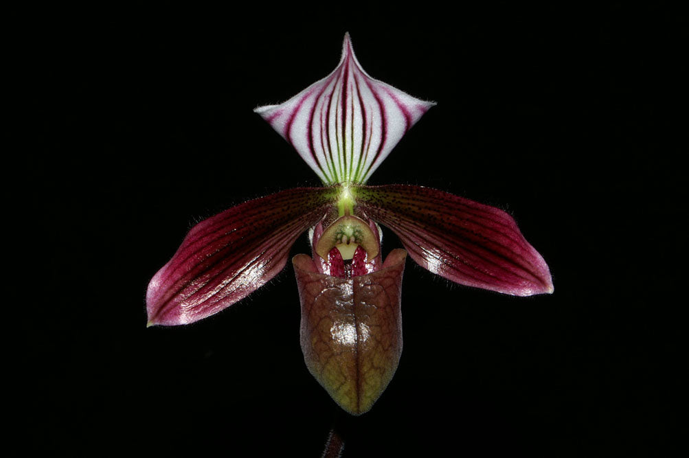 Paphiopedilum purpuratum x dianthum
