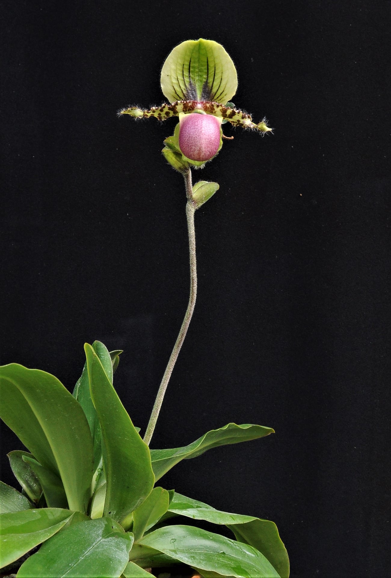 Paphiopedilum victoria-regina