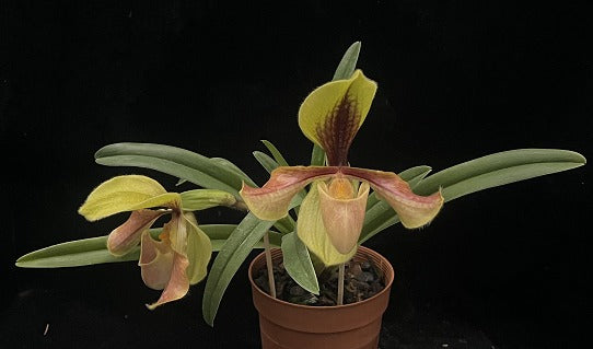 Paphiopedilum villosum var. villosum