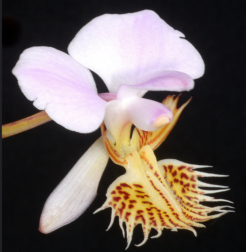 Papilionanthe pedunculata