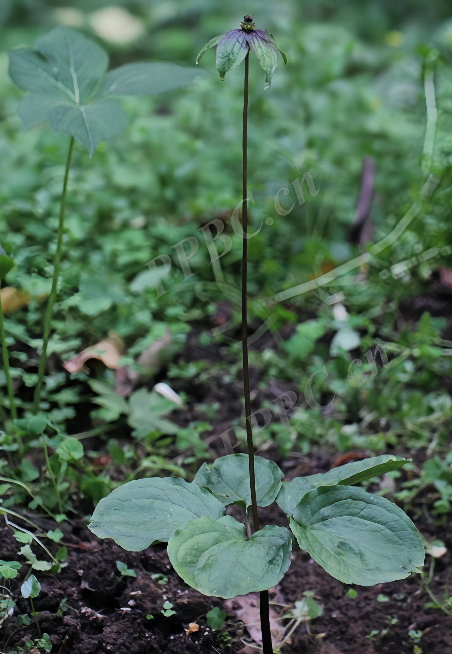 Paris fargesii
