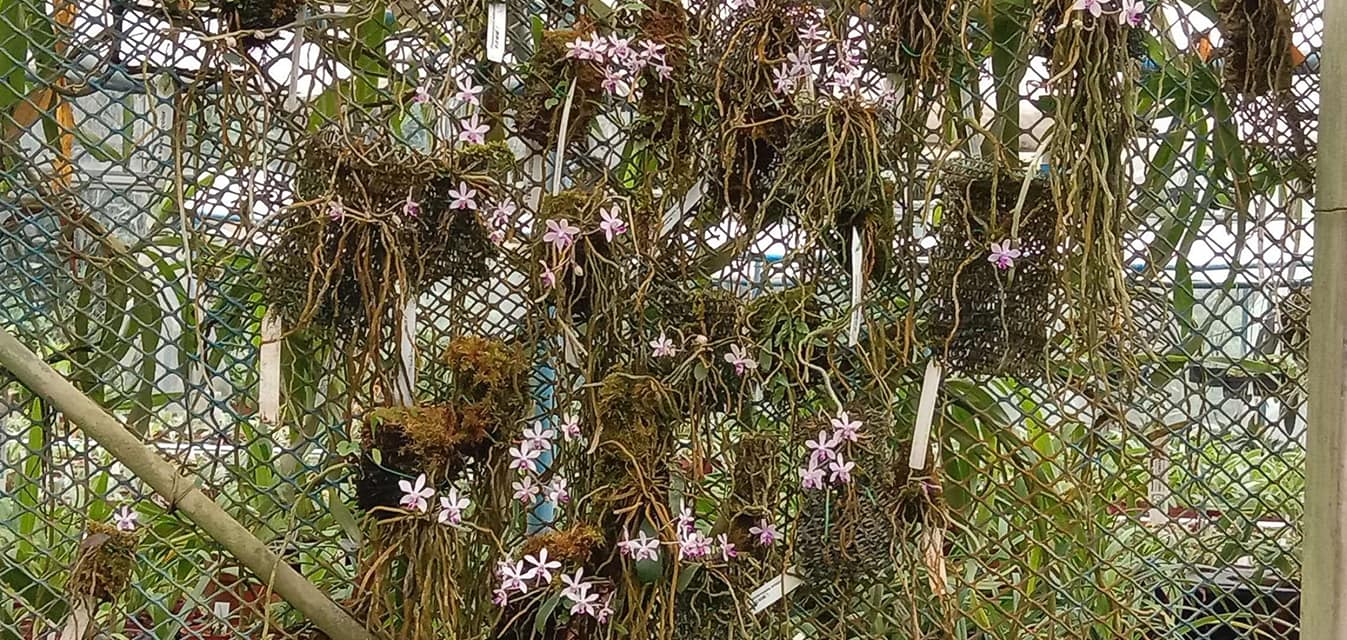 Phalaenopsis wilsonii