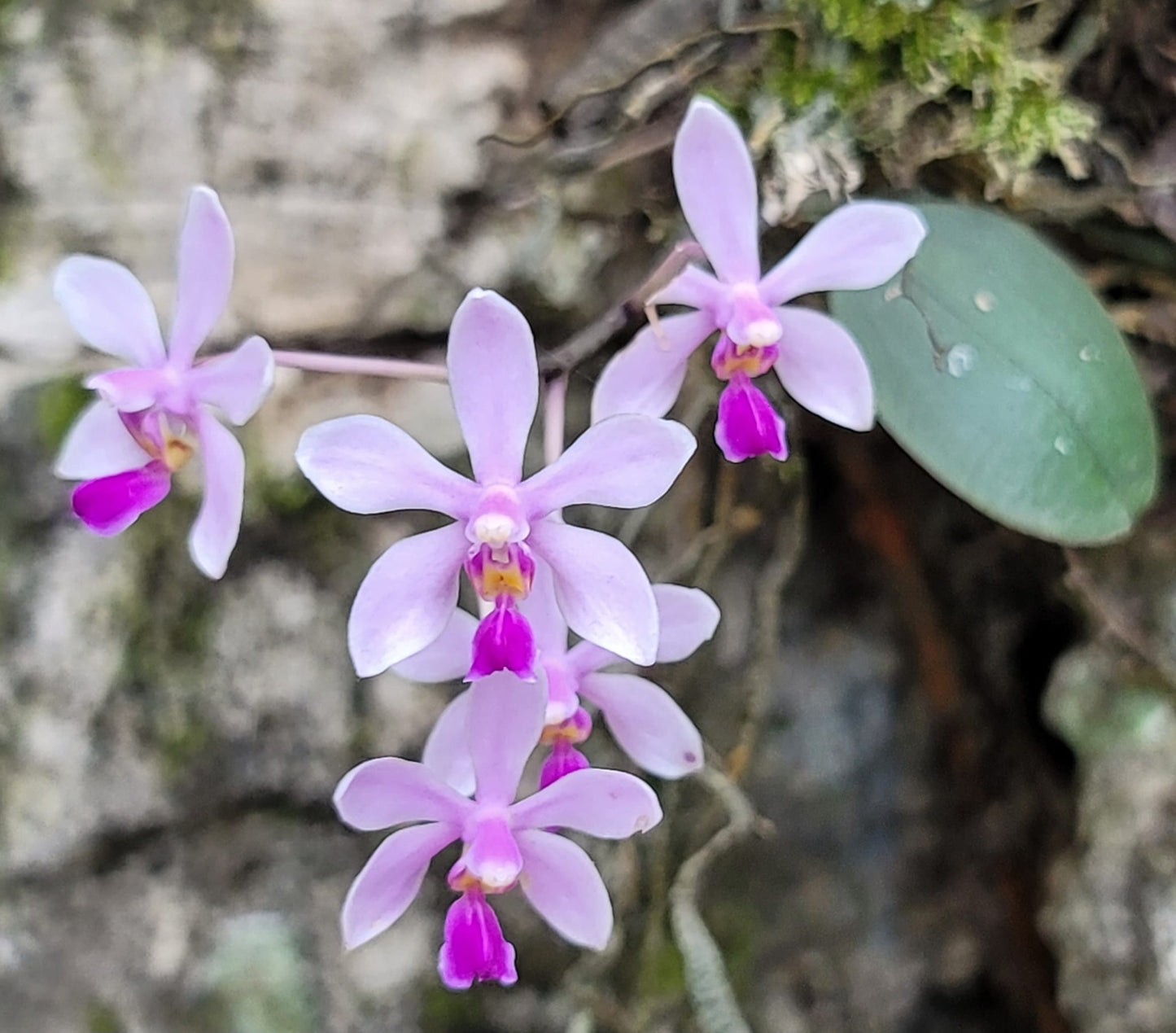 Phalaenopsis wilsonii