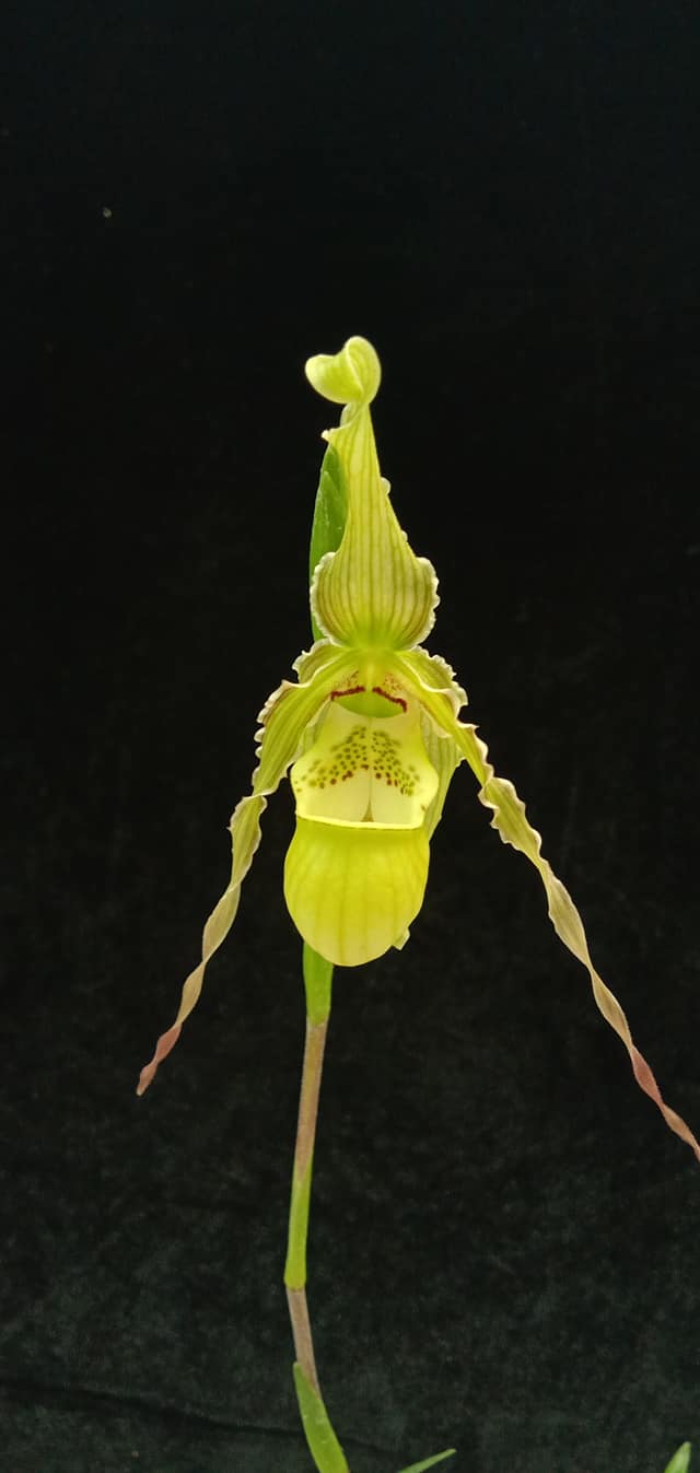 Phragmipedium richteri