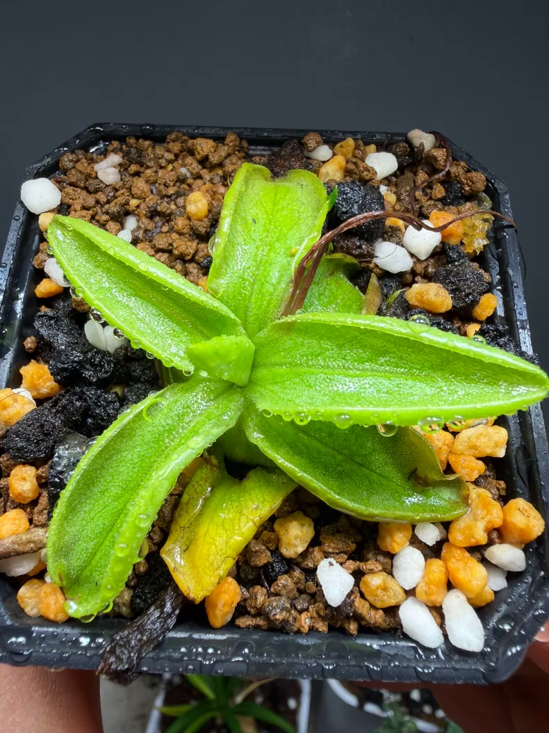 Pinguicula alpina