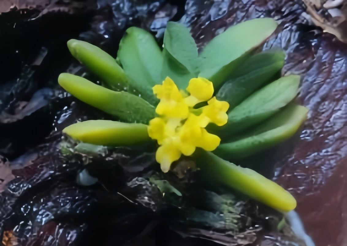 Schoenorchis tixieri Yellow