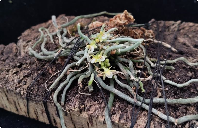 Taeniophyllum biocellatum