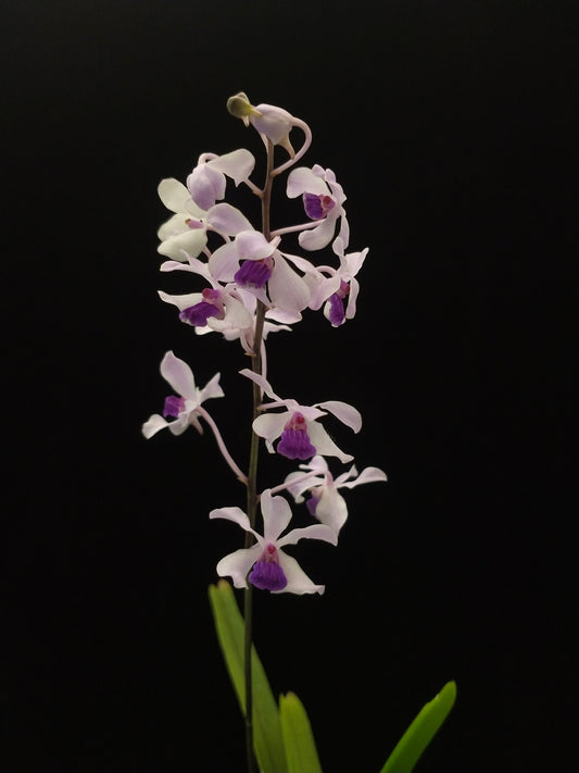 Vanda coerulescens