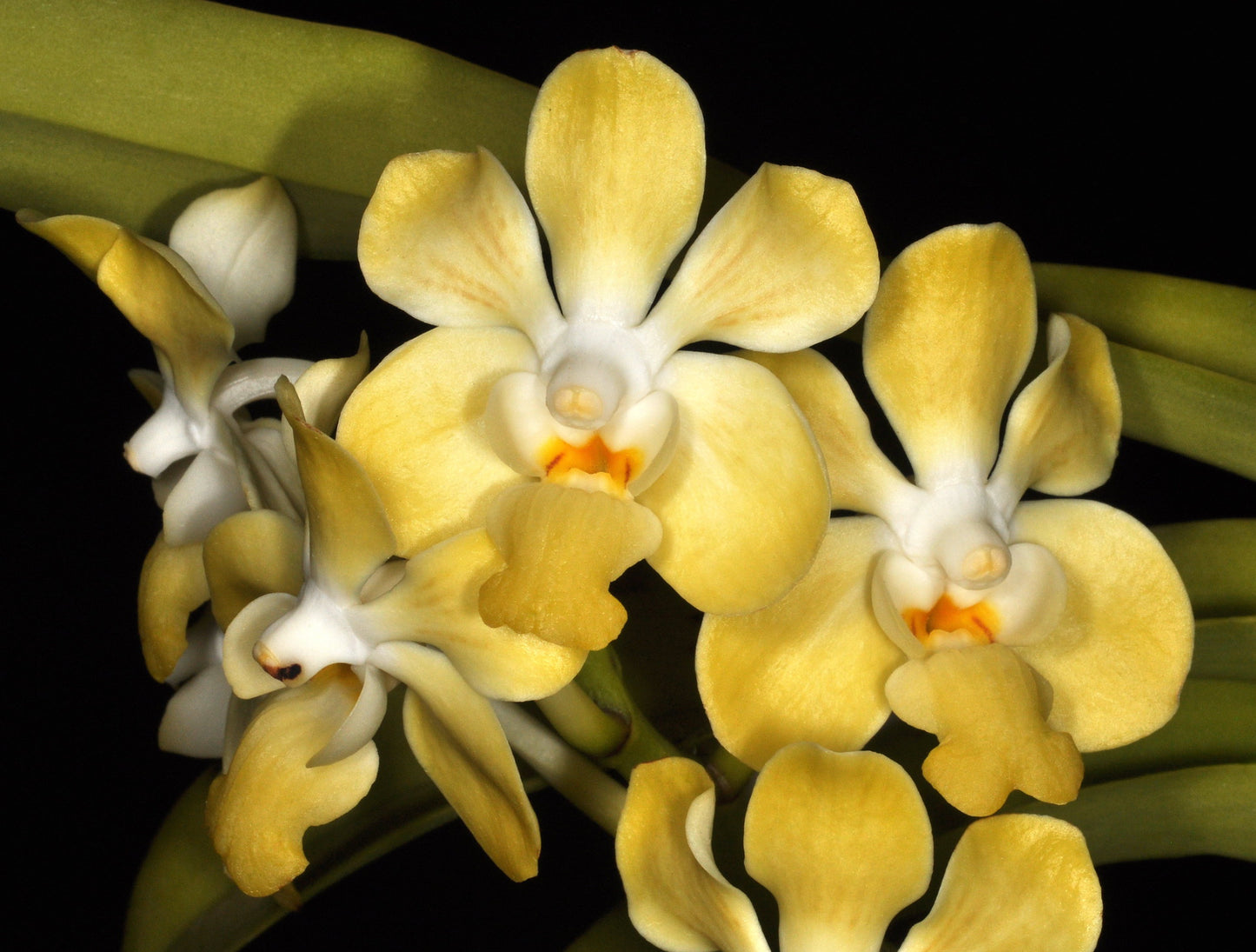 Vanda denisoniana x falcata