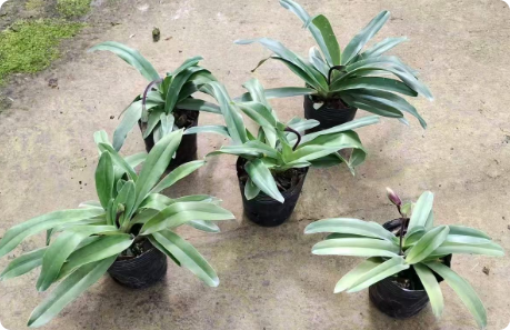Paphiopedilum barbigerum v. coccineum x glaucophyllum