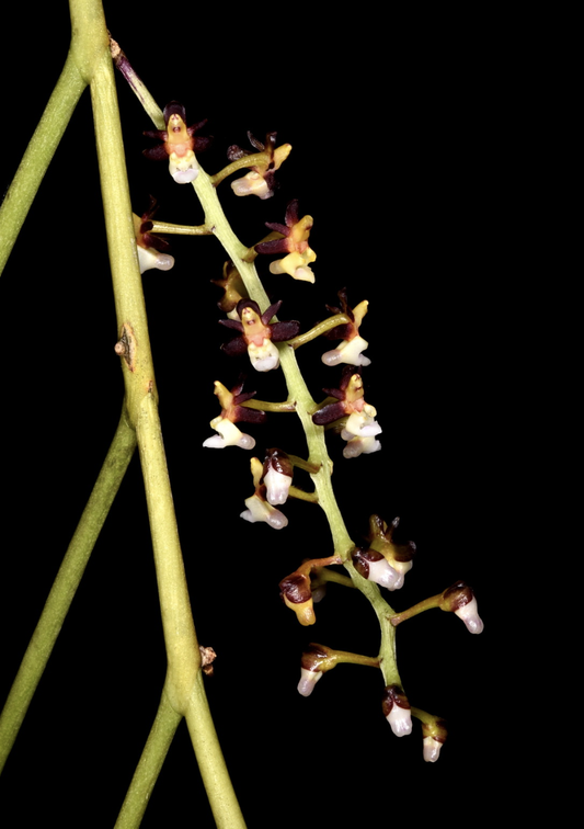 Cleisostoma fuerstenbergianum