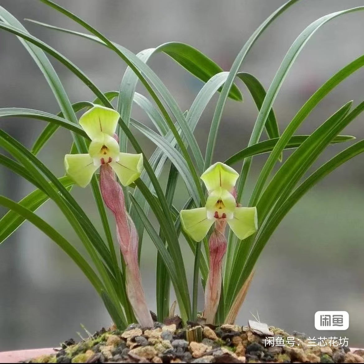 Cymbidium goeringii 'Dafugui'