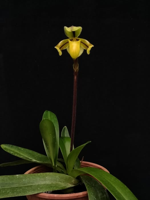 paphiopedilum druyi x anitum