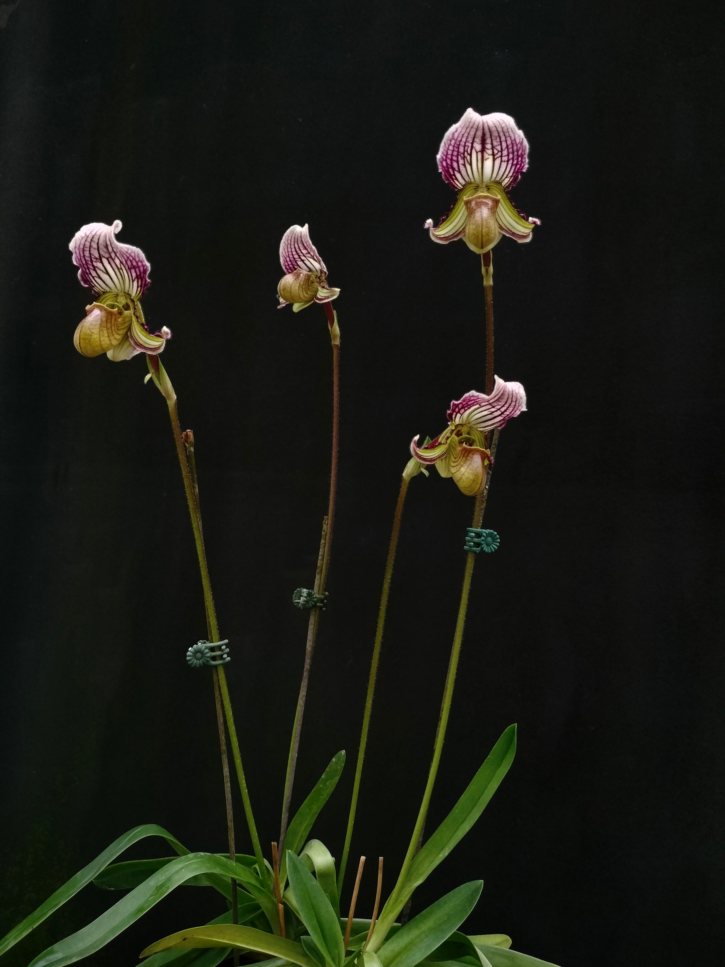 paphiopedilum henryanum x fairrieanum