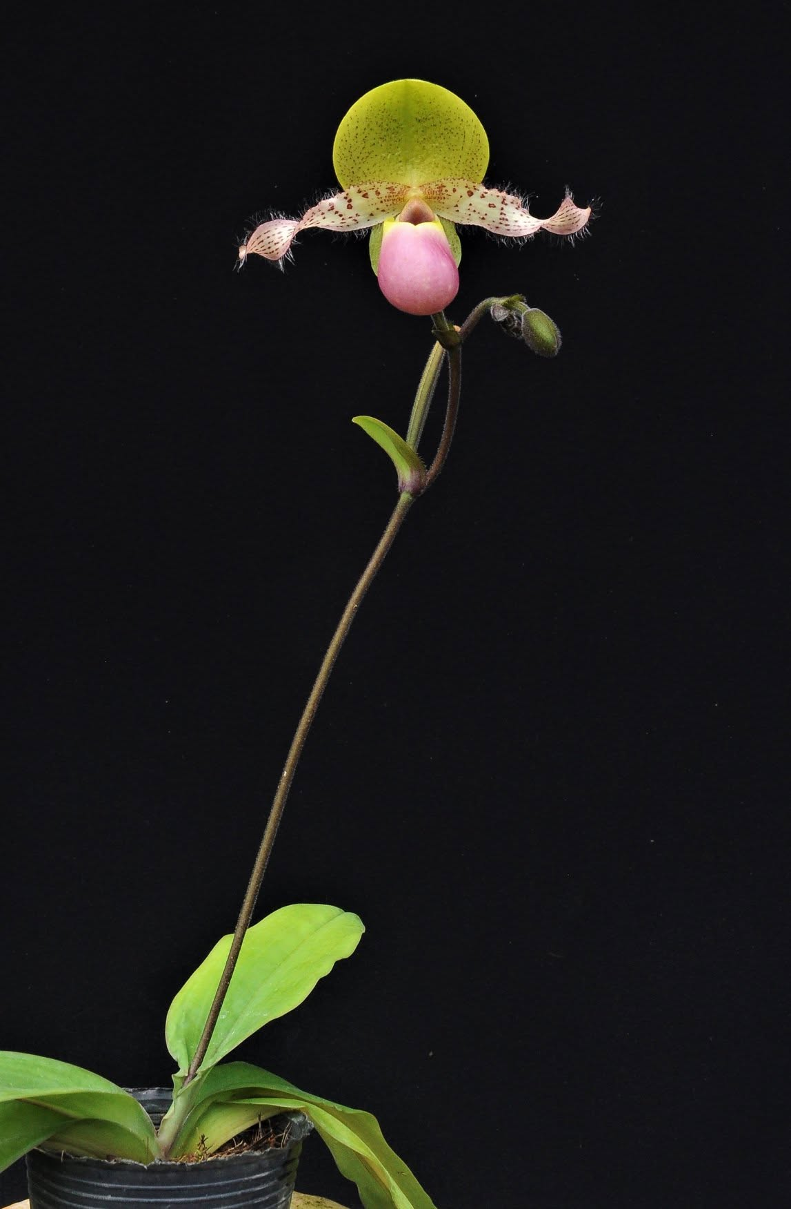 Paphiopedilum moquetteanum