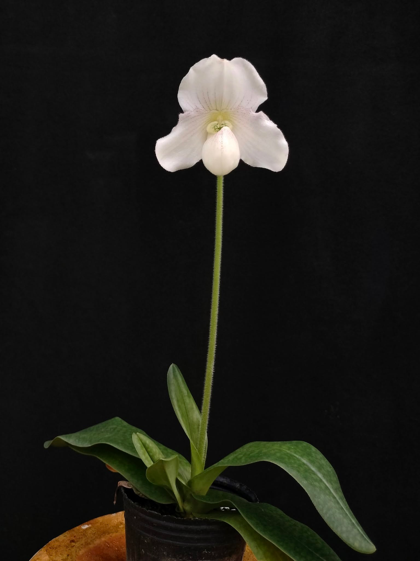 Paphiopedilum niveum x fairrieanum