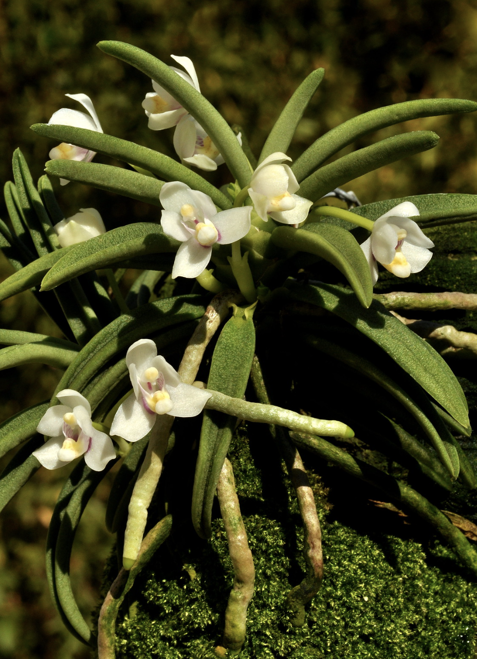 Brachypeza