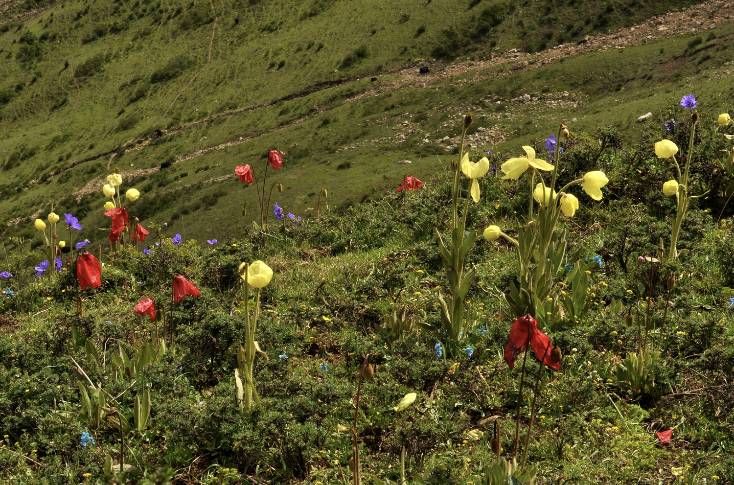 Meconopsis