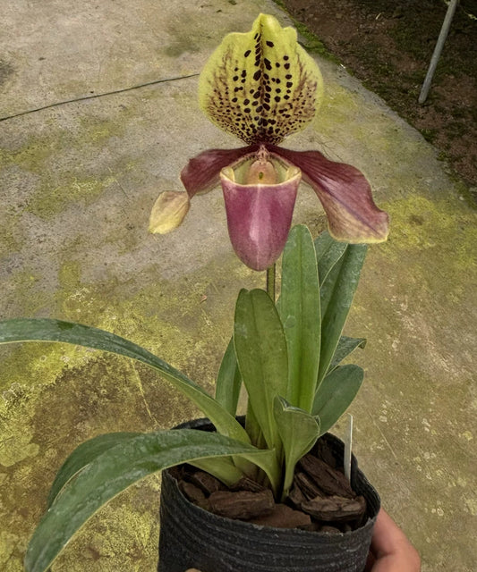 Paphiopedilum henryanum x villosum