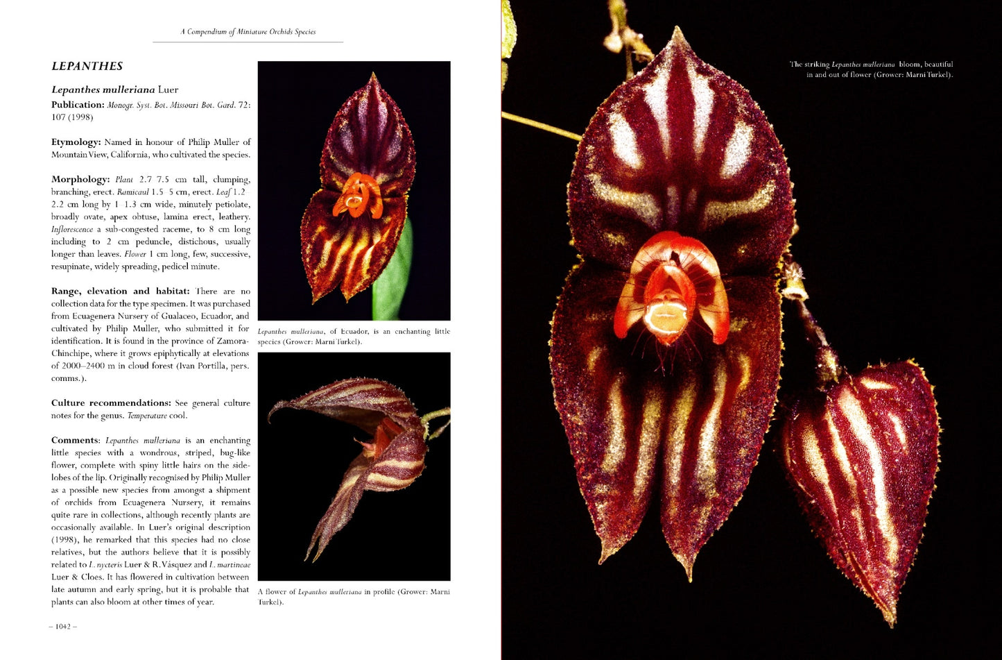 A Compendium of Miniature Orchid Species, 2nd Edition. 4 Volume Set