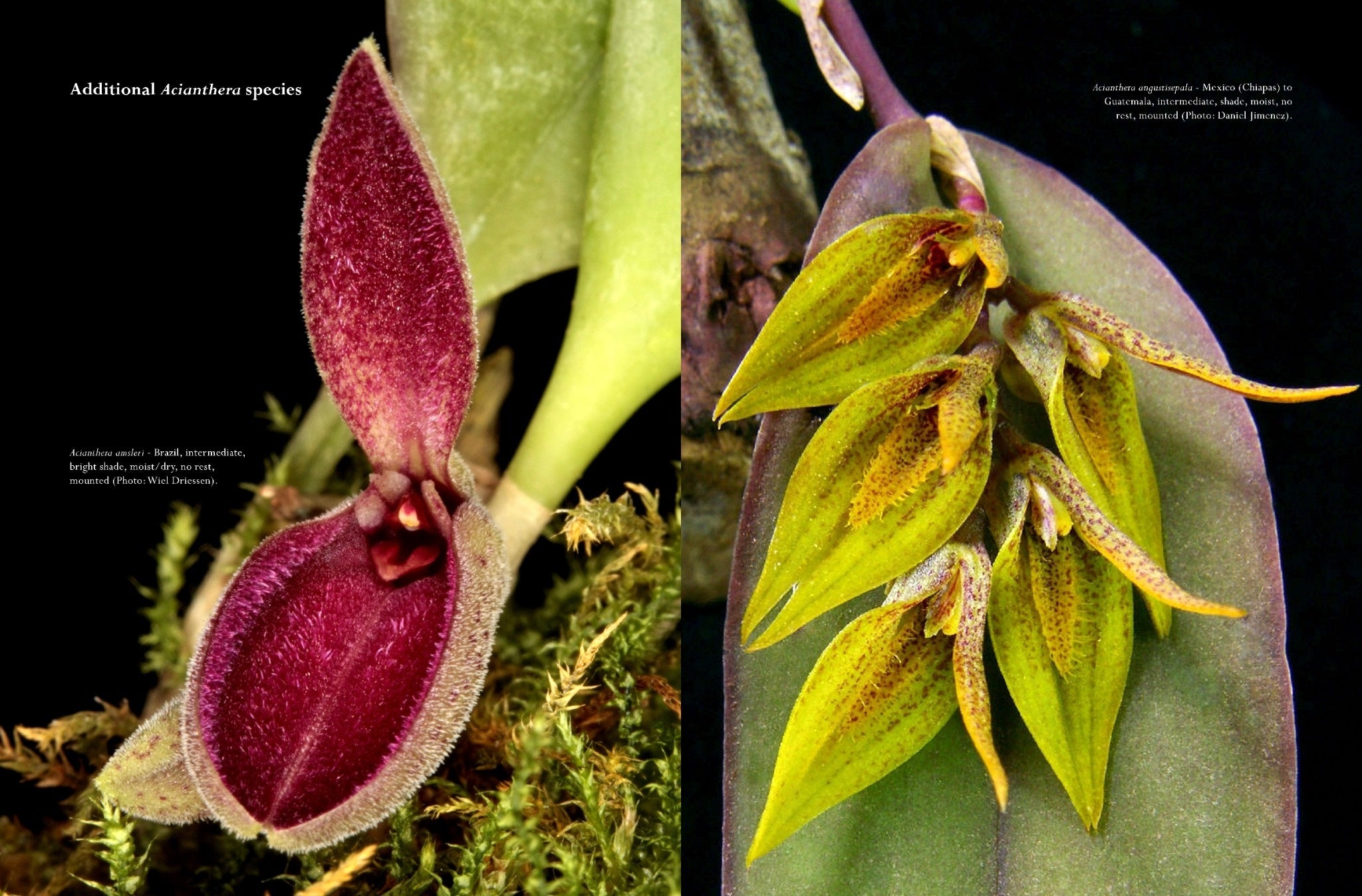 A Compendium of Miniature Orchid Species, 2nd Edition. 4 Volume