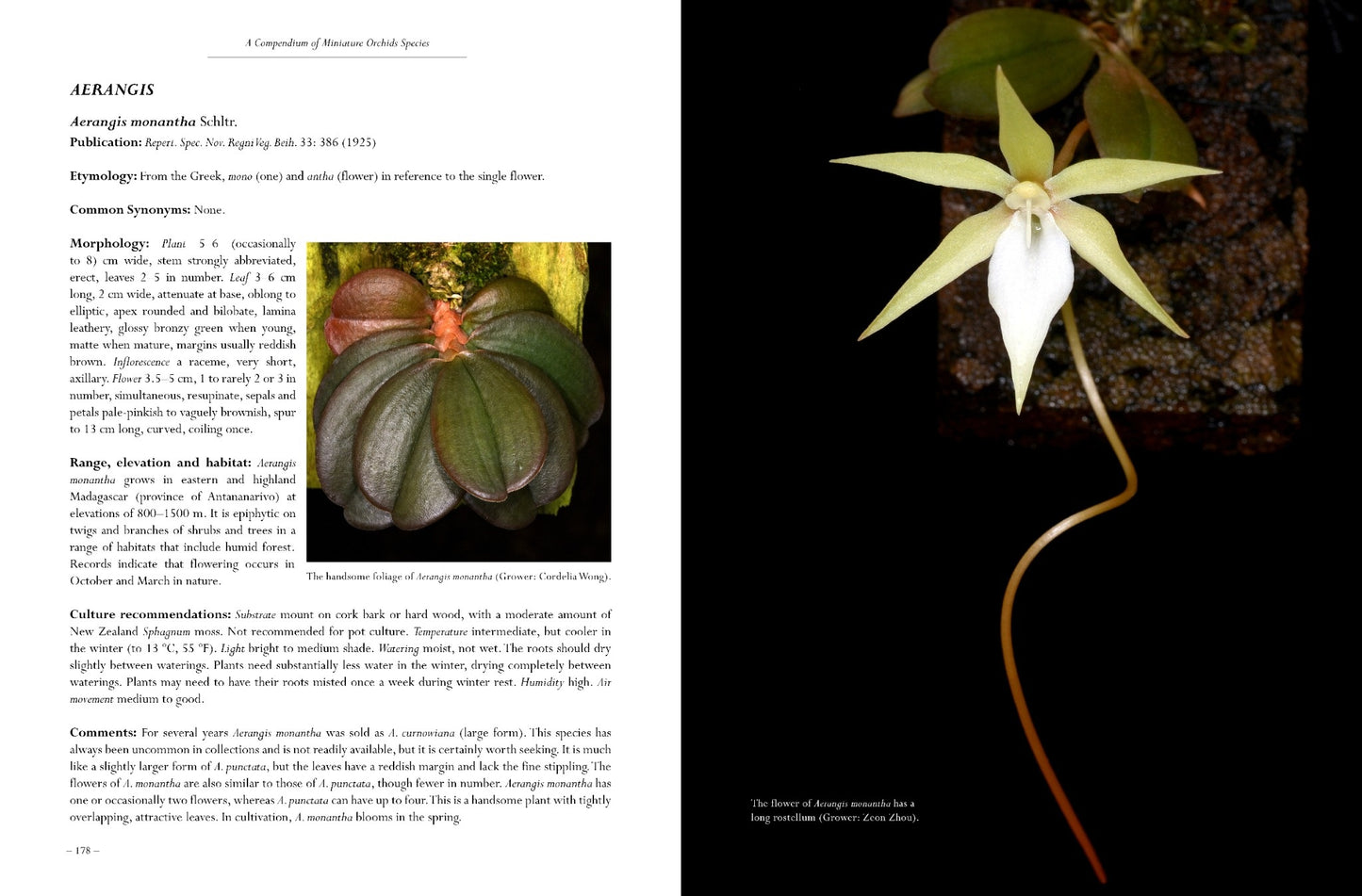 A Compendium of Miniature Orchid Species, 2nd Edition. 4 Volume Set