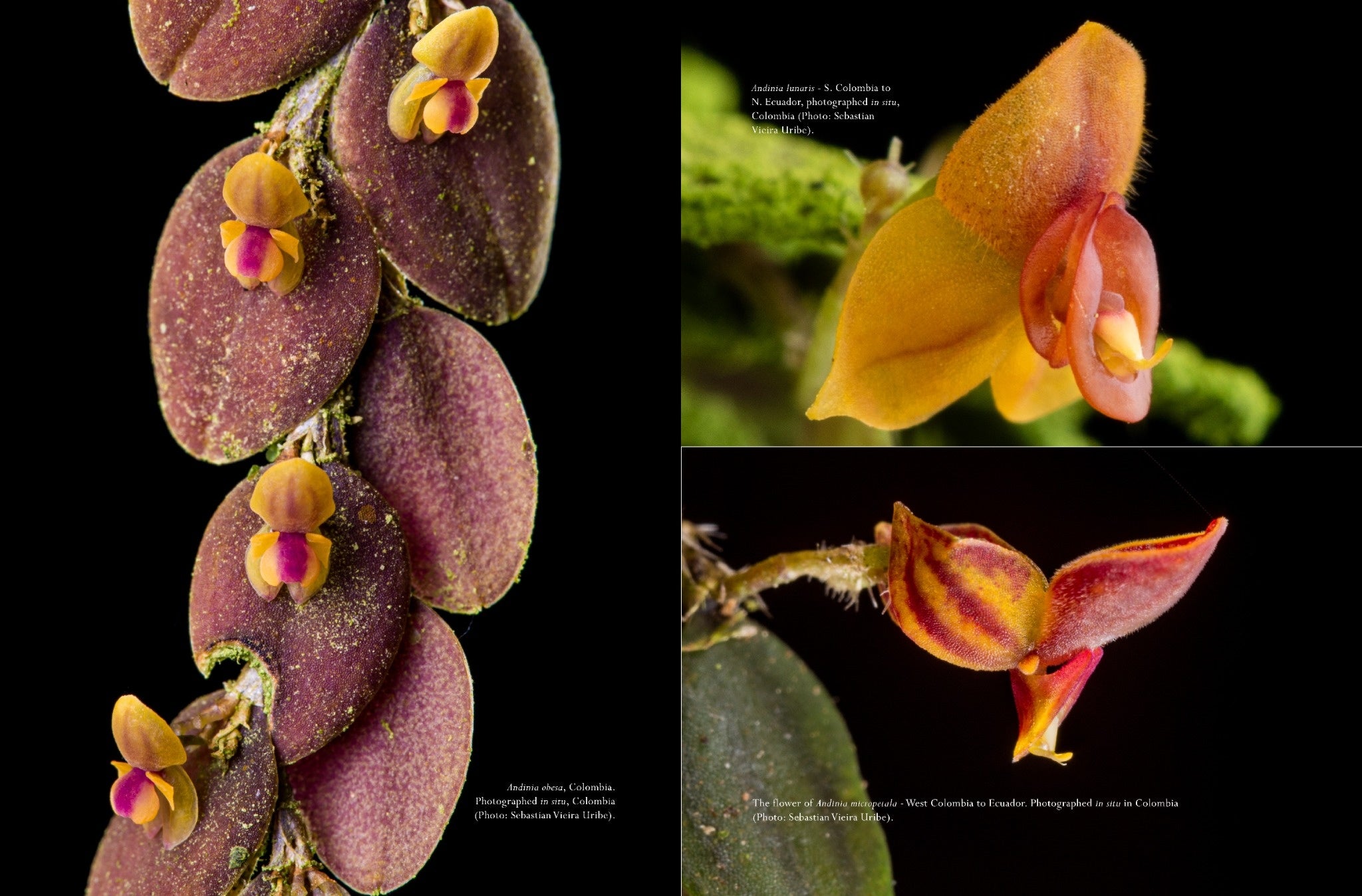 A Compendium of Miniature Orchid Species, 2nd Edition. 4 Volume