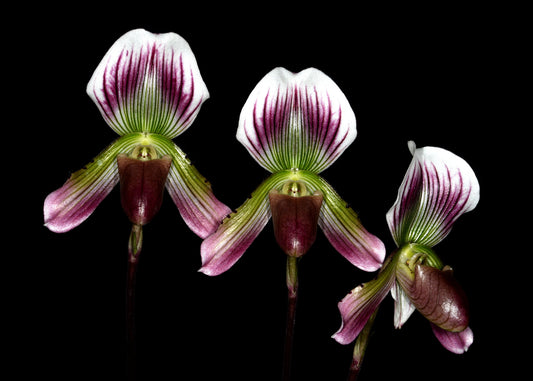 Paphiopedilum callosum