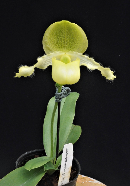 Paphiopedilum moquetteanum fma alba