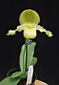 Paphiopedilum moquetteanum fma alba