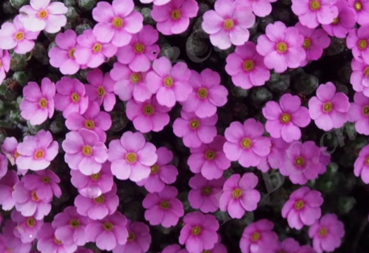 Androsace delavayi