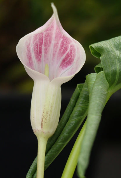 Arisaema candidissimum