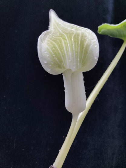 Arisaema candidissimum