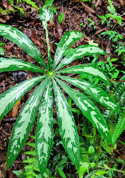 Arisaema erubescens