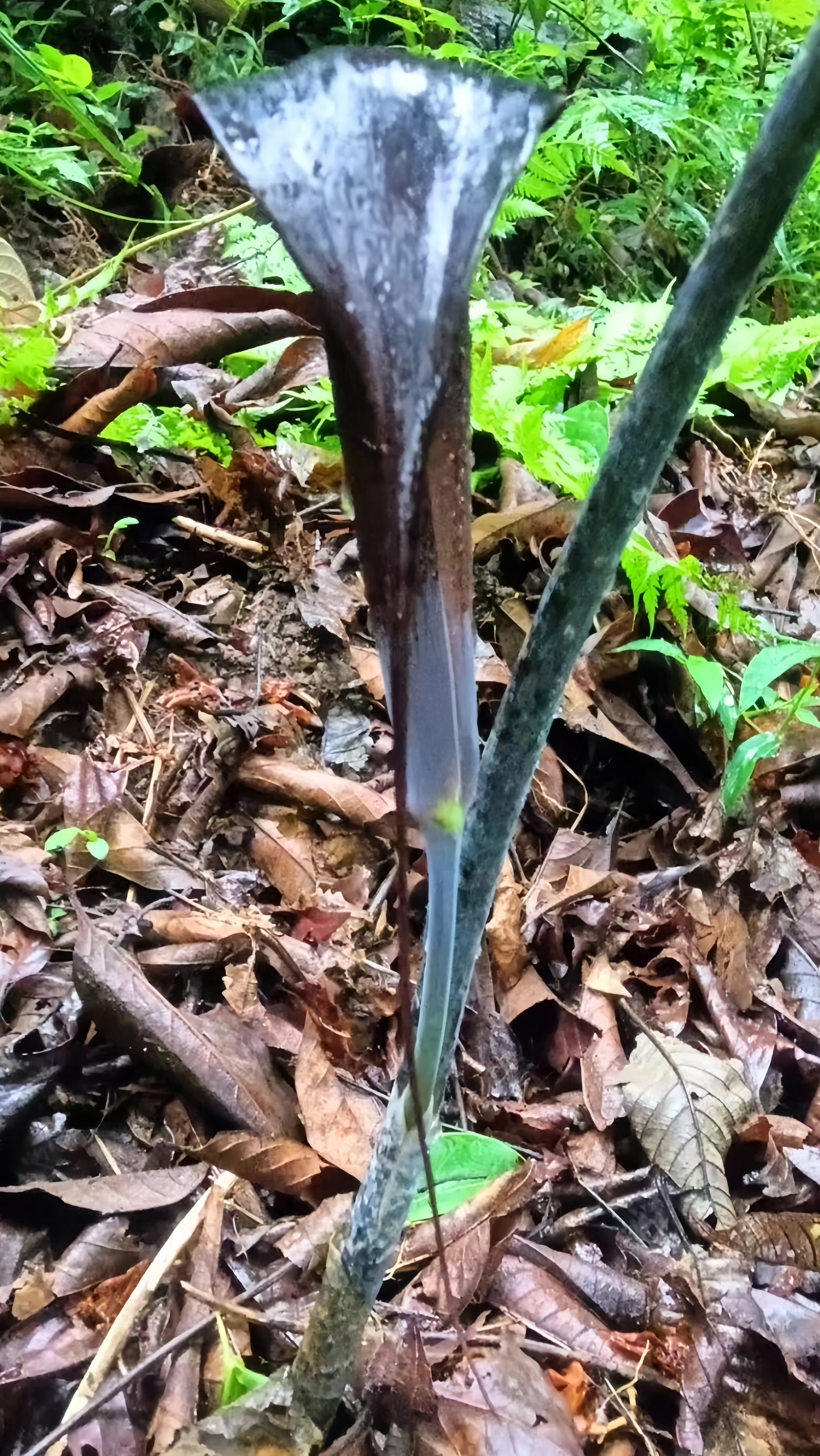 Arisaema erubescens