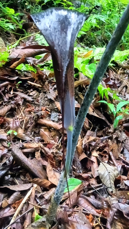 Arisaema erubescens