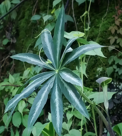 Arisaema erubescens