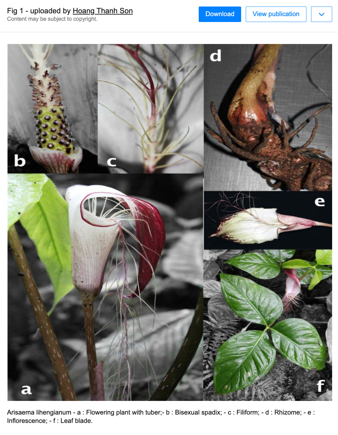 Arisaema lihengianum
