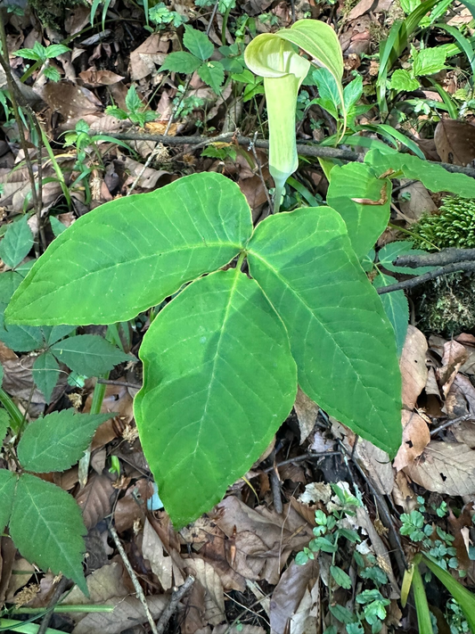 Arisaema lobatum
