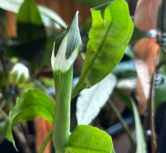 Arisaema tridens