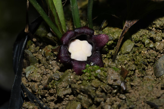 Aspidistra bicolor
