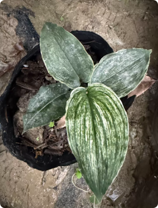 Aspidistra longipetala varigated